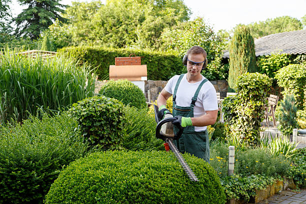 Best Weed Control  in USA